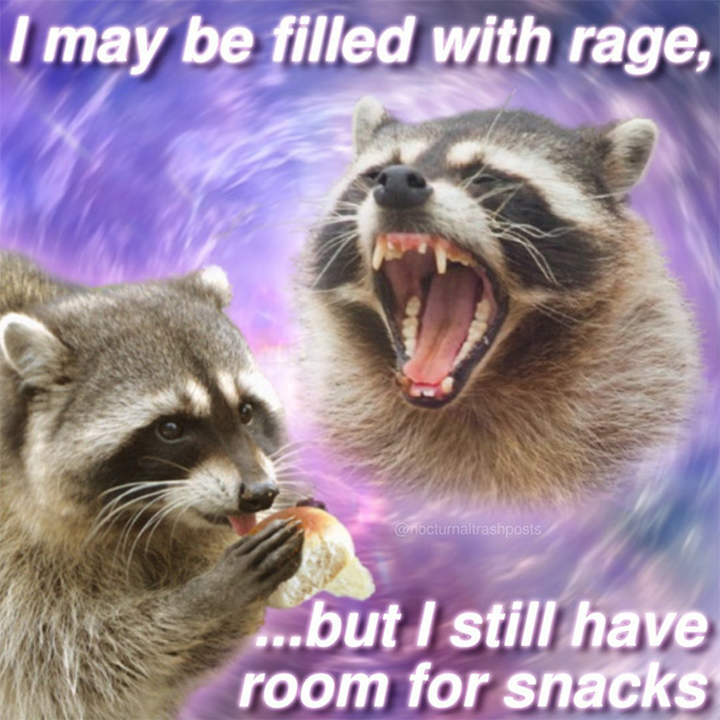 Raccoon memes are the best memes.