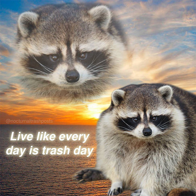 Raccoon memes are the best memes.