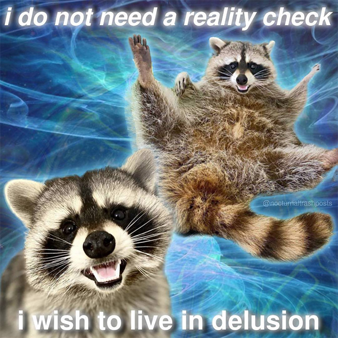 Raccoon memes are the best memes.