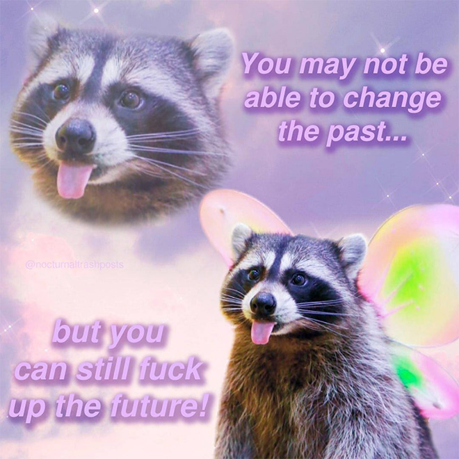 Raccoon memes are the best memes.