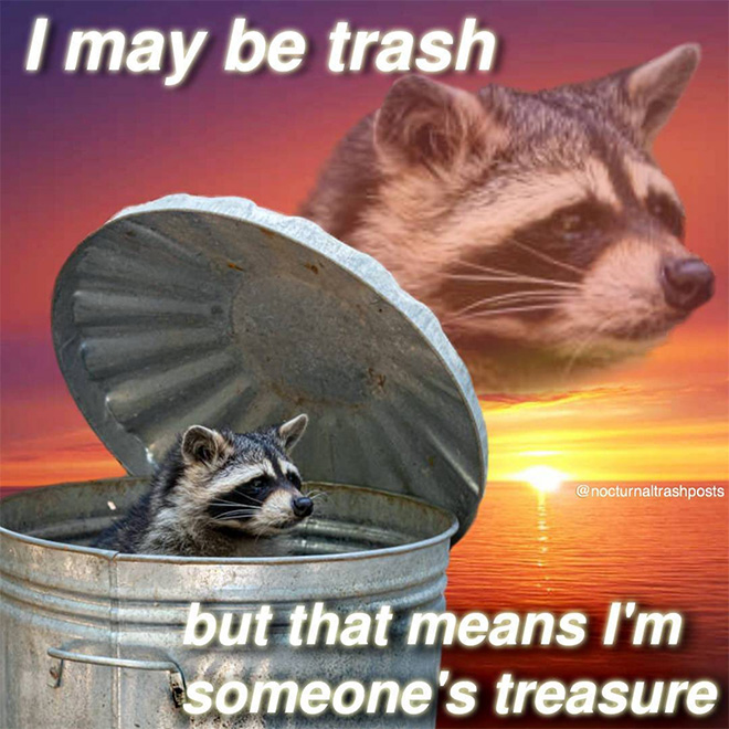 Raccoon memes are the best memes.