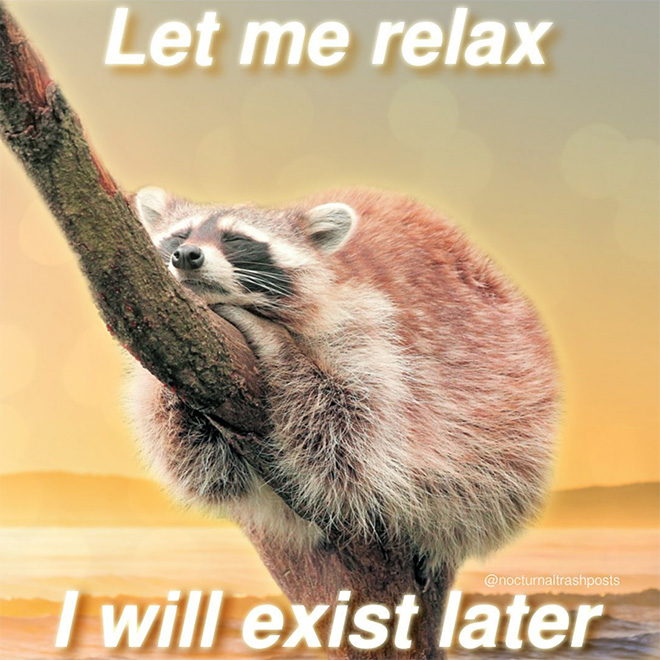 Raccoon memes are the best memes.