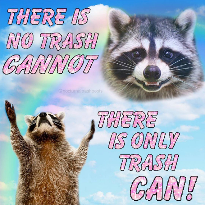 Raccoon memes are the best memes.