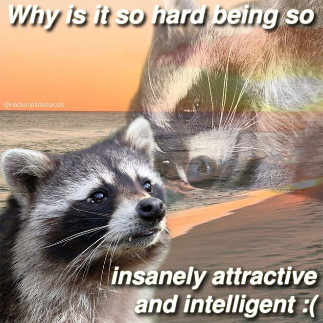 Raccoon memes are the best memes.