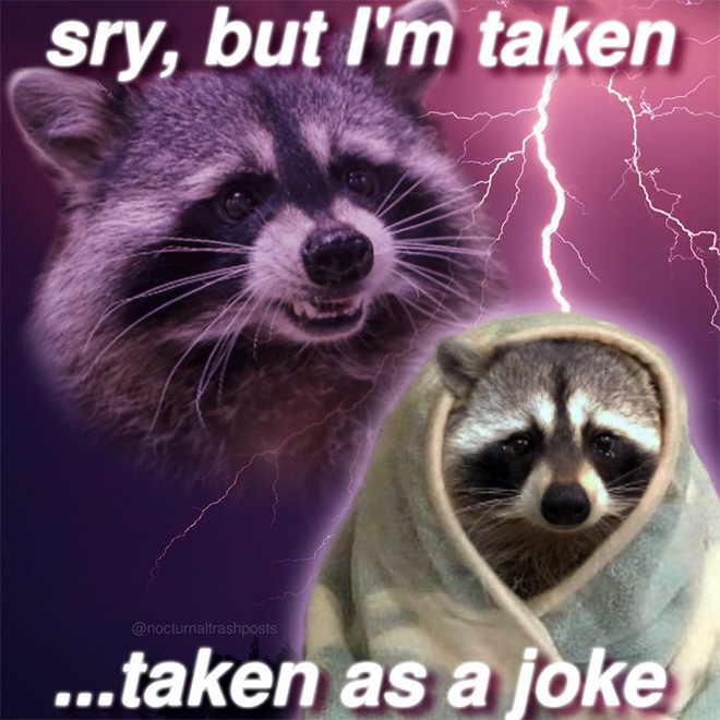 Raccoon memes are the best memes.