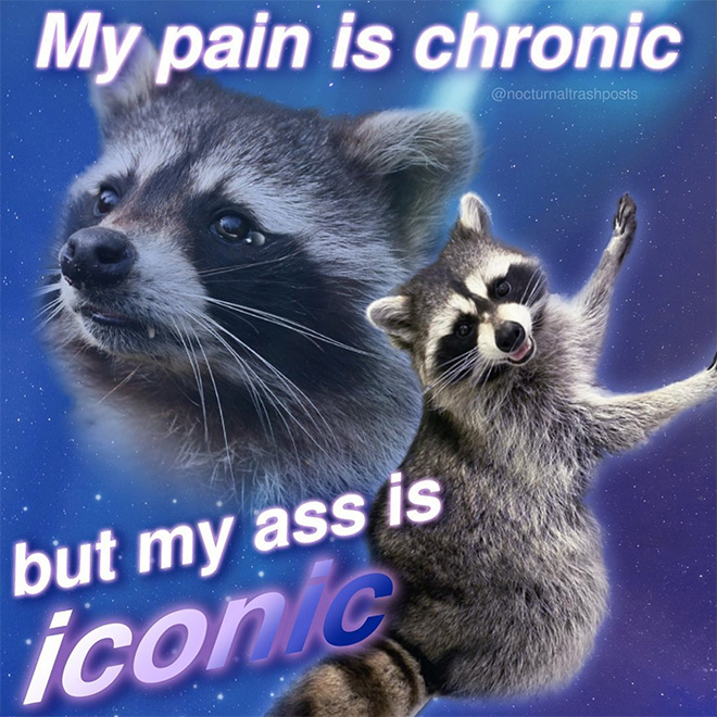 Raccoon memes are the best memes.