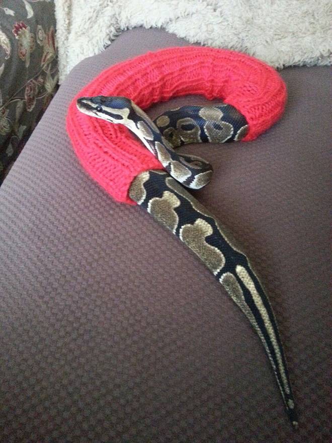 Snake wearing a sweater.