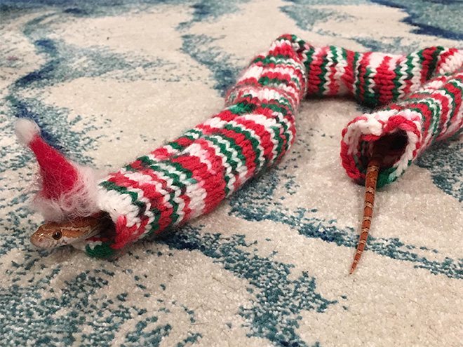 Snake wearing a sweater.