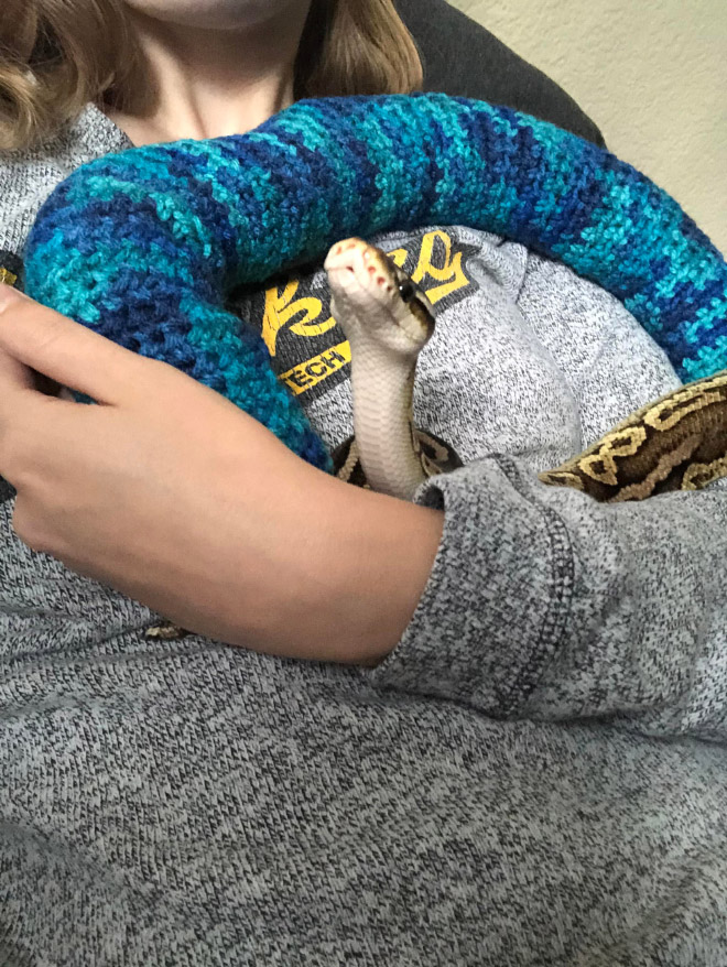 Snake wearing a sweater.