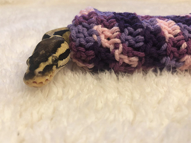 Snake wearing a sweater.