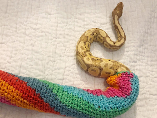 Snake wearing a sweater.