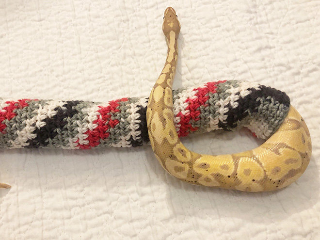 Snake wearing a sweater.