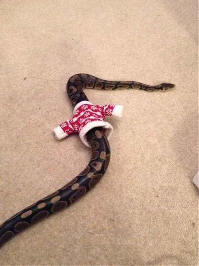 Snake wearing a sweater.