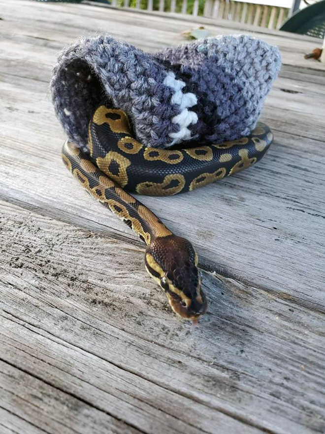 Snake wearing a sweater.