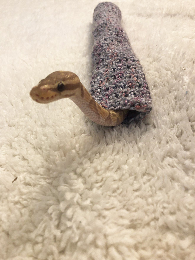 Snake wearing a sweater.