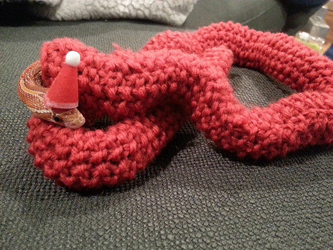 Snake wearing a sweater.