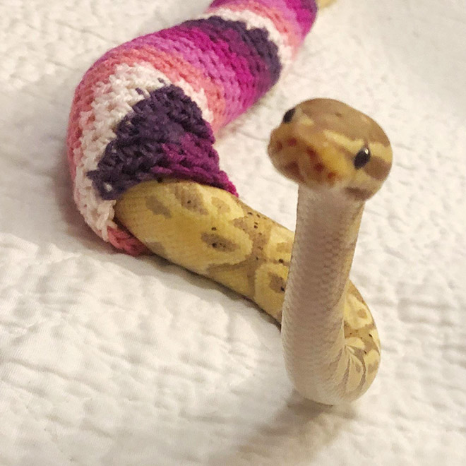 Snake wearing a sweater.