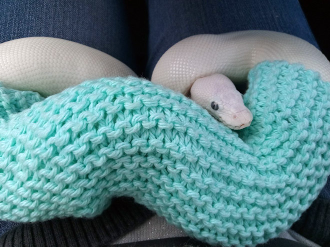 Snake wearing a sweater.