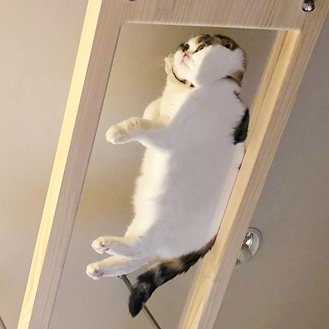 Cat on glass table.