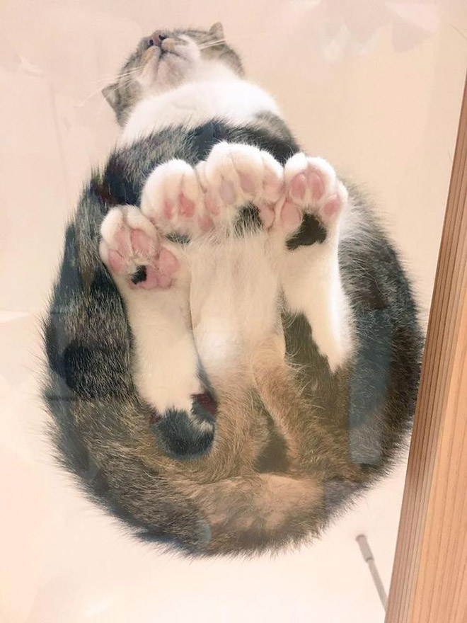 Cat on glass table.