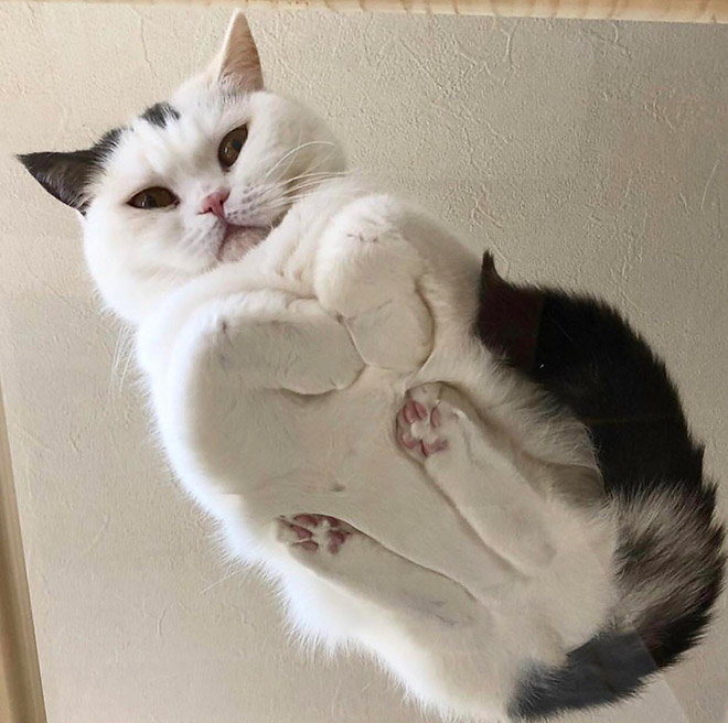 Cat on glass table.