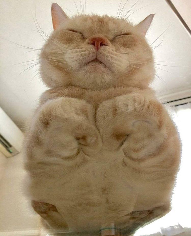 Cat on glass table.