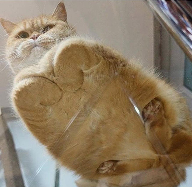 Cat on glass table.