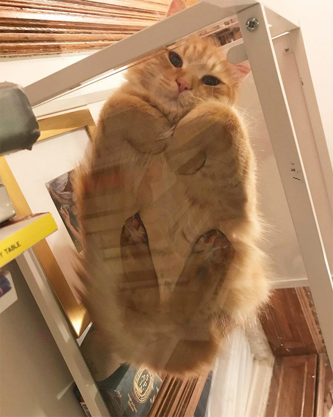 Cat on glass table.