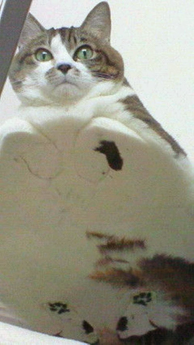 Cat on glass table.