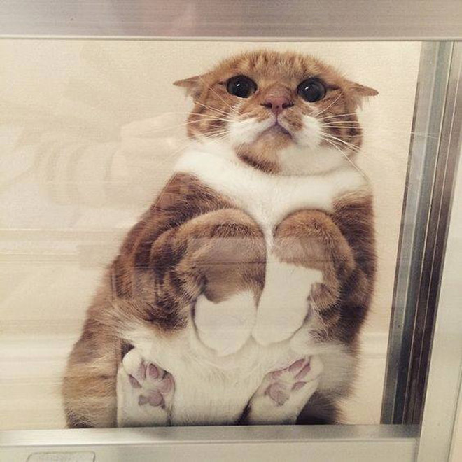 Cat on glass table.