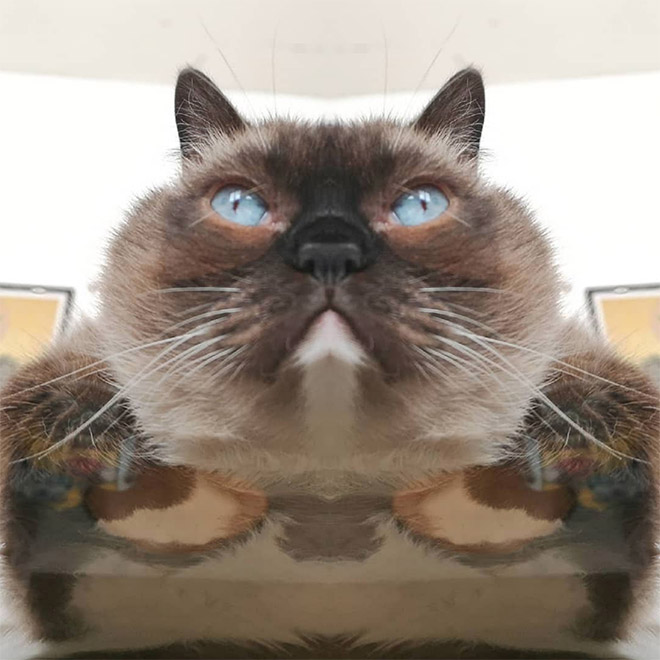Cat on glass table.