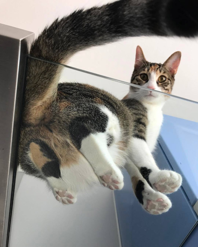 Cat on glass table.