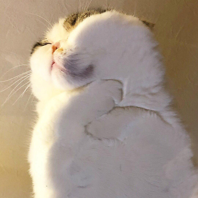 Cat on glass table.