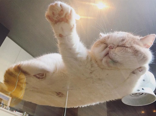 Cat on glass table.