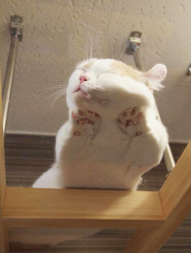 Cat on glass table.