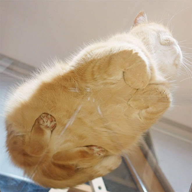 Cat on glass table.