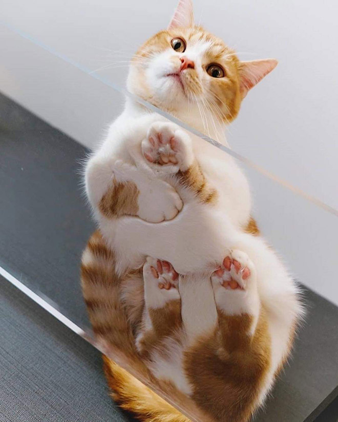 Cat on glass table.