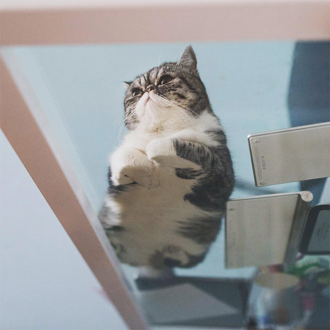 Cat on glass table.