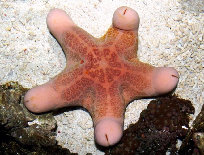 Choriaster: the world's sexiest starfish.