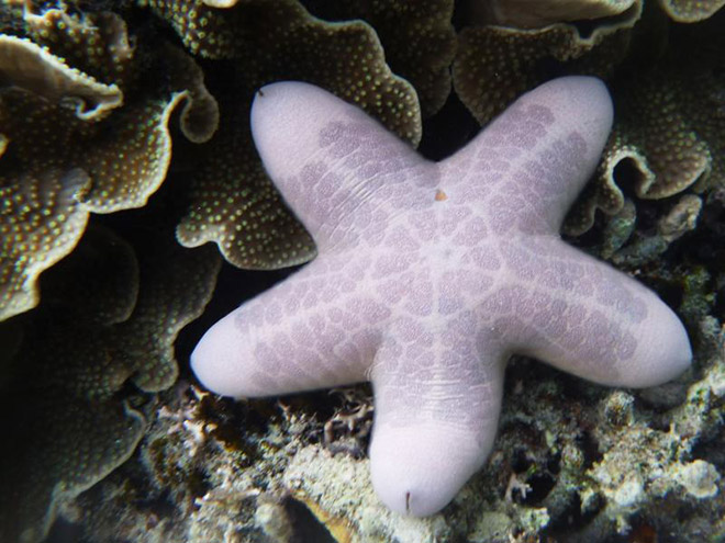 Choriaster: the world's sexiest starfish.