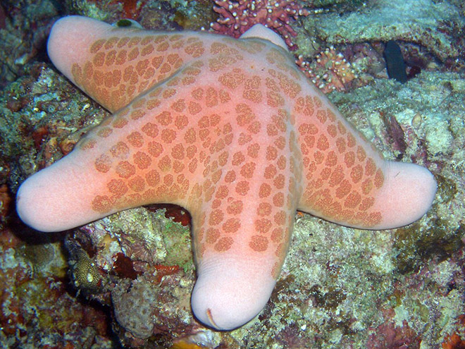 Choriaster: the world's sexiest starfish.