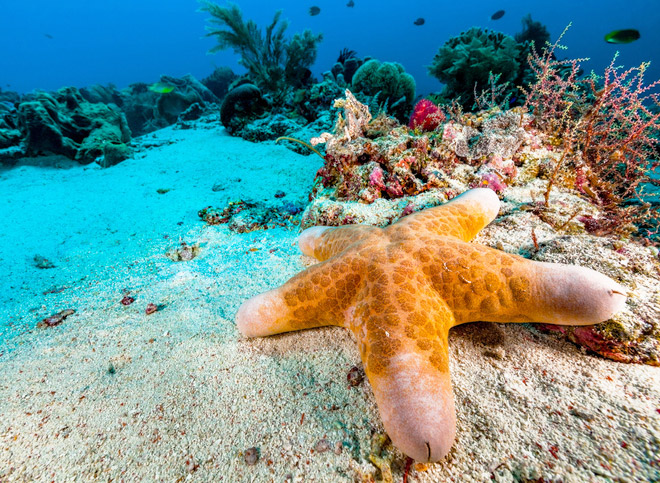 Choriaster: the world's sexiest starfish.