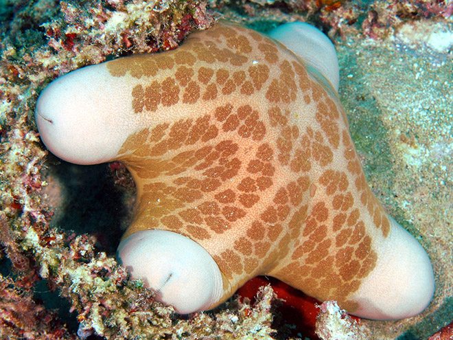 Choriaster: the world's sexiest starfish.