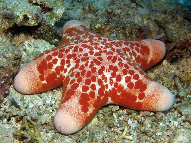 Choriaster: the world's sexiest starfish.