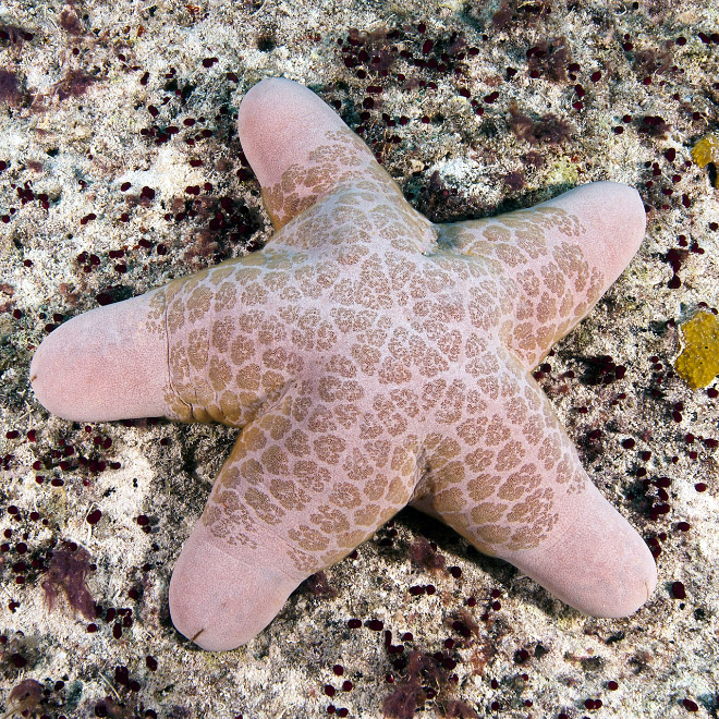 Choriaster: the world's sexiest starfish.