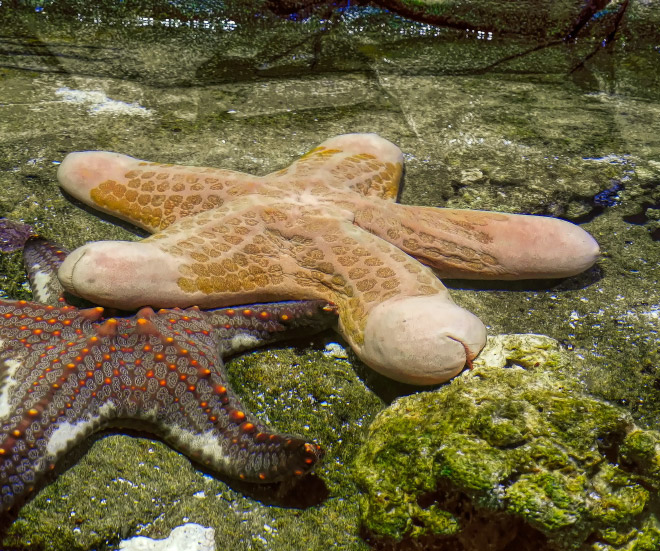 Choriaster: the world's sexiest starfish.