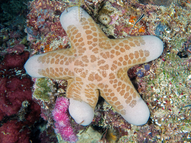 Choriaster: the world's sexiest starfish.