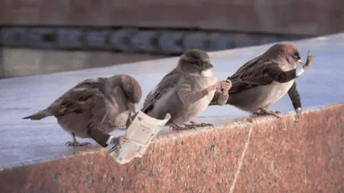 Birds with human arms are hilarious!