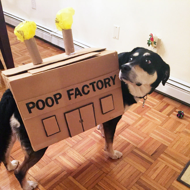 Poop factory dog costume.