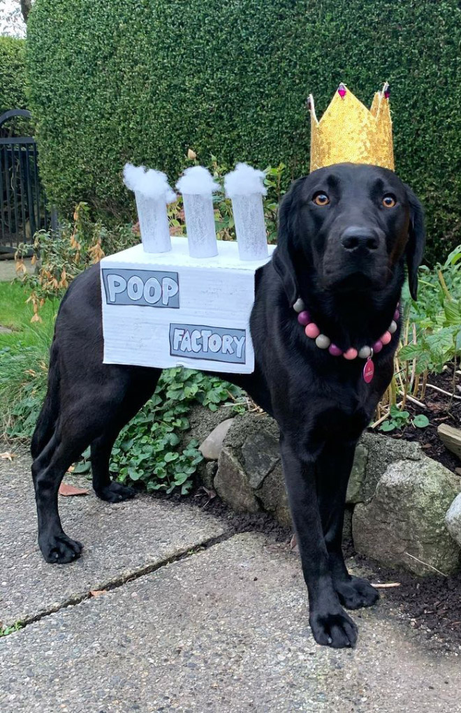 Poop factory dog costume.